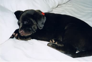 A Labrador from Labridge Farms