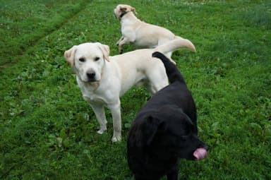 A Labrador from Labridge Farms