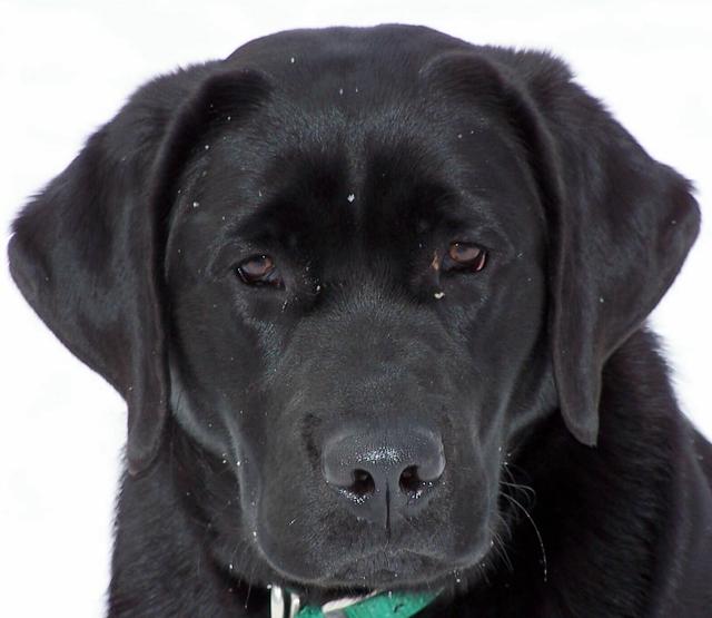an image of one of our labradors
