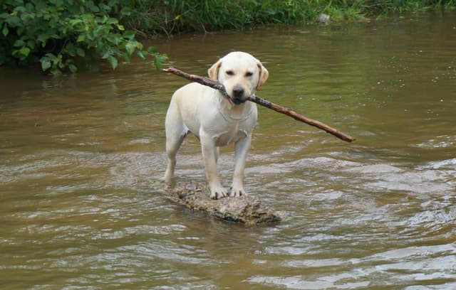 an image of one of our labradors