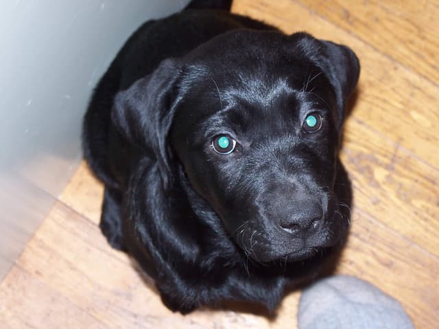 an image of one of our labradors