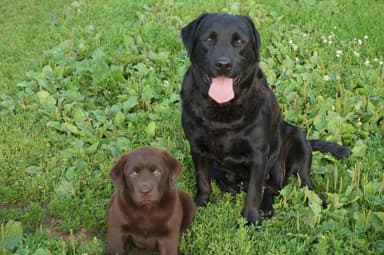 A Labrador from Labridge Farms