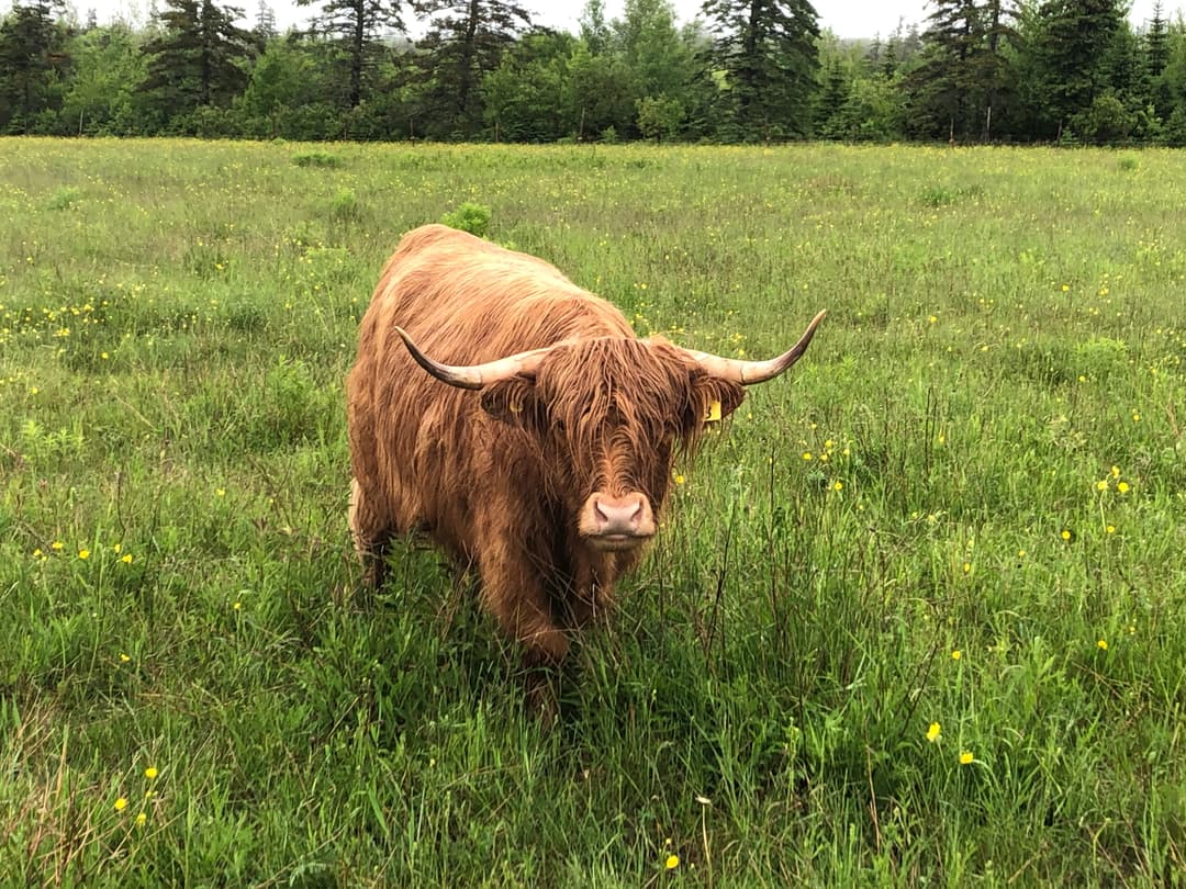 A picture of one of Labridge Farm's Cows