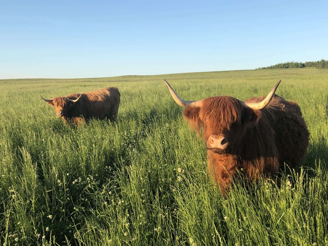 Labridge Farm's background image