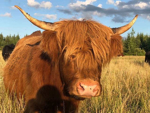 A picture of a Labrige Farm's Highland cow