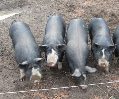 A picture of a Labrige Farm's Berkshire pig