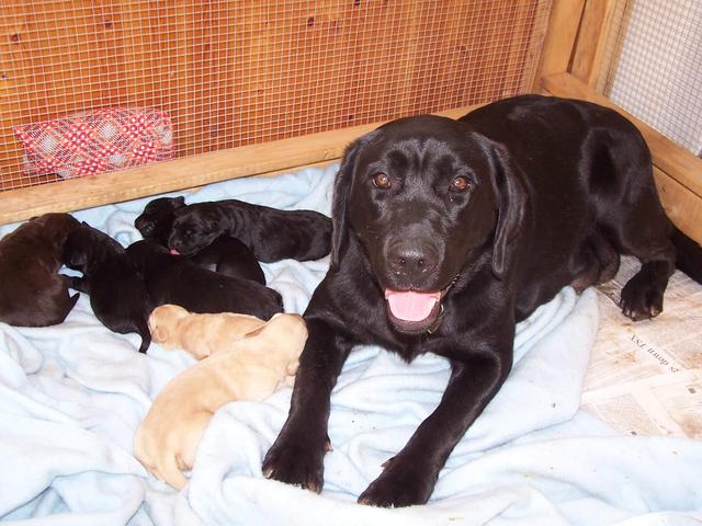 an image of one of our labradors