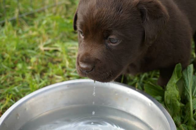 an image of one of our labradors